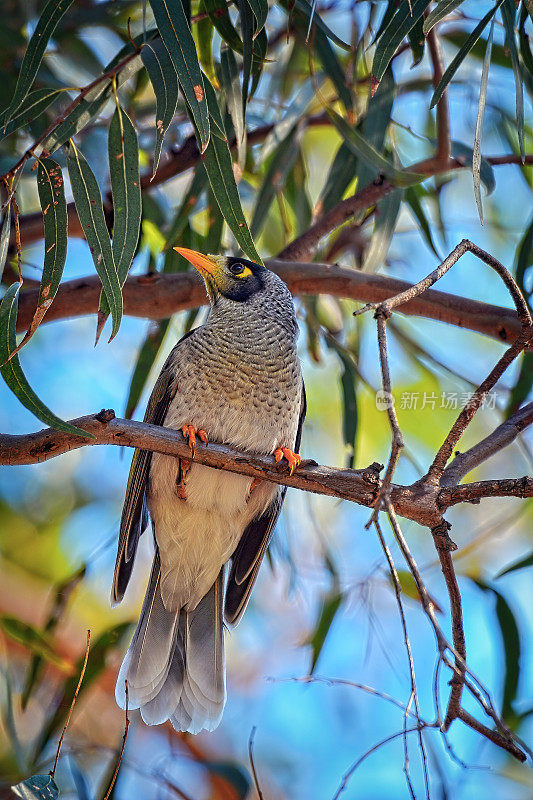 吵闹的矿鸟(Manorina melanocephala)